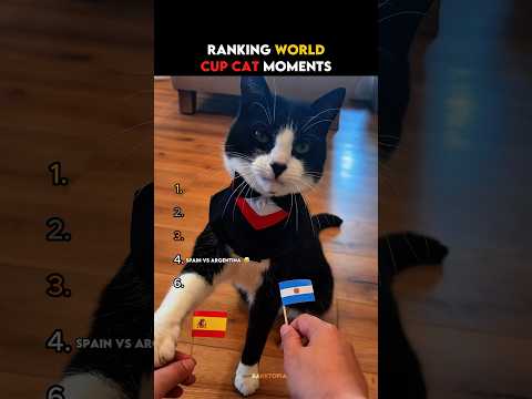 Ranking World Cup Cat Moments