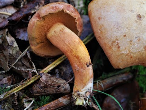 Identifying the Peppery Bolete, Chalciporus piperatus