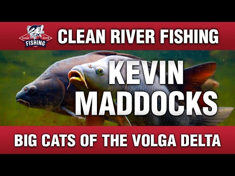 CRP142 KEVIN MADDOCKS & CO - BIG CATS OF THE VOLGA DELTA