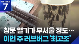 ‘러브버그’ 이번 주 대발생…이른 더위에 예년보다 빨라 / KBS  2026.06.22.