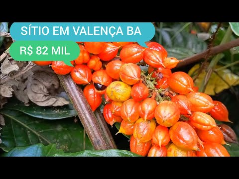 SÍTIO COM 1 HECTARE NO BONFIM EM VALENÇA BA CÓDIGO 0225 ZAP 73981663547