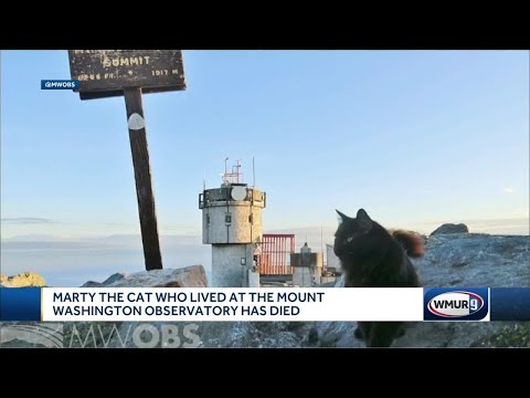 Marty the cat, who lived at the Mount Washington Observatory, has died