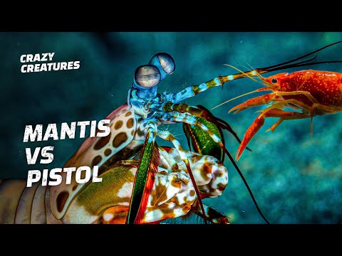 Mantis Shrimp vs Pistol Shrimp