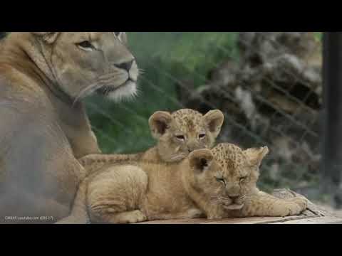 Der Stolz der Löwen in Gefangenschaft  Zitate zum nachdenken. Das letzte Einhorn.