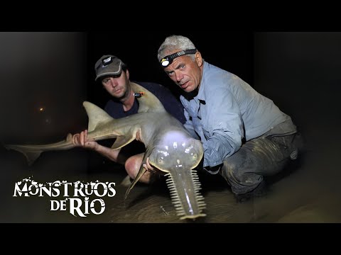 Depredador de Motosierra: El Raro Pero Temible Pez Sierra | T3 E04 | Monstruos de Río