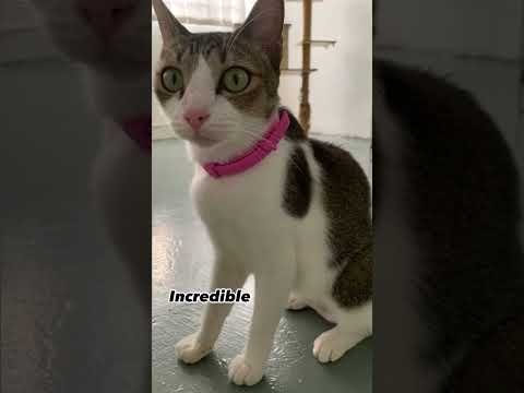 Domestic Short Hair Cat For Adoption - 3 Years, Gardenia The Affectionate Cat from Subang Jaya, Se..