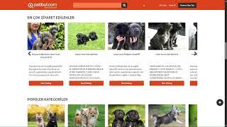 Cane Corso Fiyat - Yavru, Satılık & Sahiplendirme İlanları | patibul.c