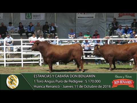 11-10-18 Venta de Toros Angus y P. Hereford P.P., P.C. y P.R. - Cab. Don Benjamín - H. Renancó
