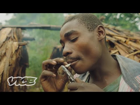 Ces tribus congolaises qui vendent du cannabis pour survivre | WEEDIQUETTE