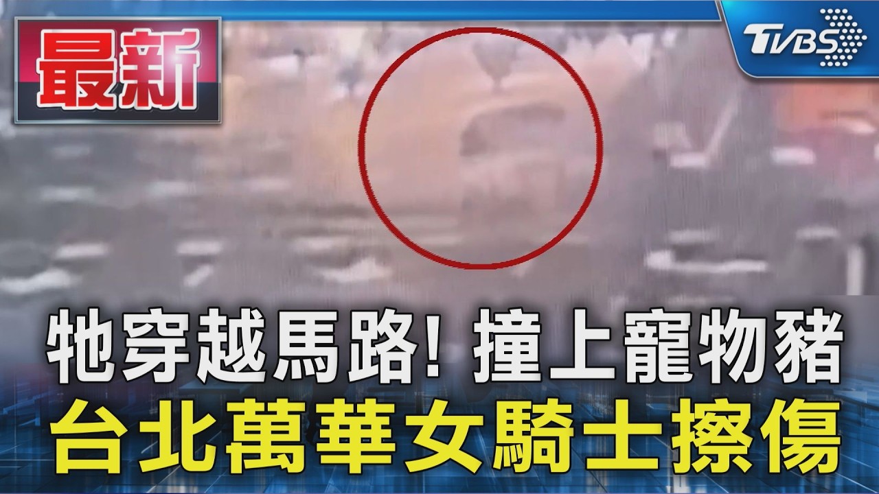 牠穿越馬路! 撞上寵物豬 台北萬華女騎士擦傷|TVBS新聞 @TVBSNEWS01