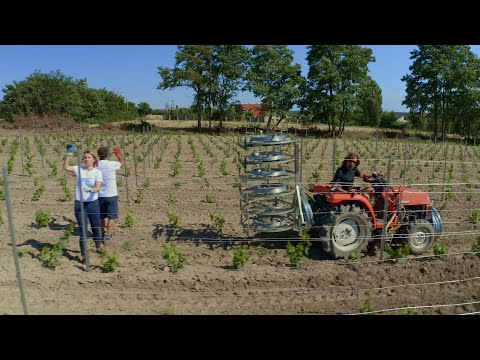 Jak zbudować trwałą konstrukcję winnicy?
