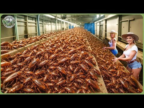 How Billions of Cockroaches Are Processed - Massive Cockroach Farming For Medicine & Food