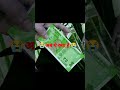 Two Rupees Note Lunch By RBI Indianrupees Rbi Modiji Shortvideo Viralvideo New Note