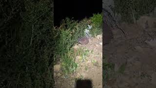 Speedy kiwi #kiwibird #wildlife #nature