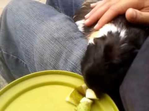 YouTube video about: Are pears good for guinea pigs?