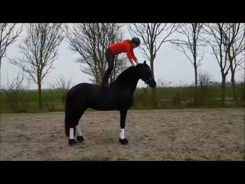 Stal Okkema's Vriez Epke x Tsjerk star stallion 2014