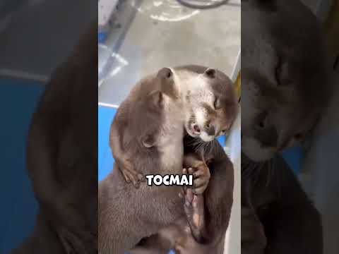 Nu știau ce să facă fără el!