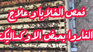 علاج النحل من طفيل الفاروابالاوكساليك