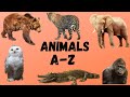 LEARN ANIMAL ABCs Alligator Baboon Cheetah KIDS ALPHABET