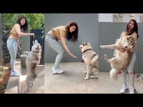 Actress Pranitha Subhash Playing with Her Pet Dog | Pranitha Subhash House inside Video | Filmylooks
