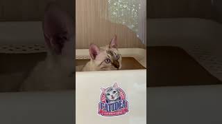 Kittens love this extra large litter tray