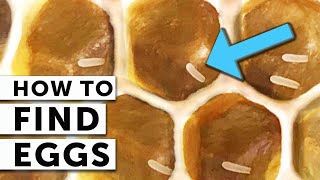 HOW TO FIND EGGS In Your Beehive, A Step-by-Step Guide | Beekeeping 101