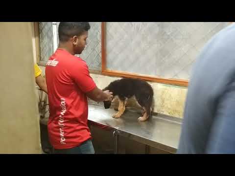 Vet in Dhaka City Pet Doctor in Bangladesh @ Dr. Sagir's Pet Clinic 01912251312