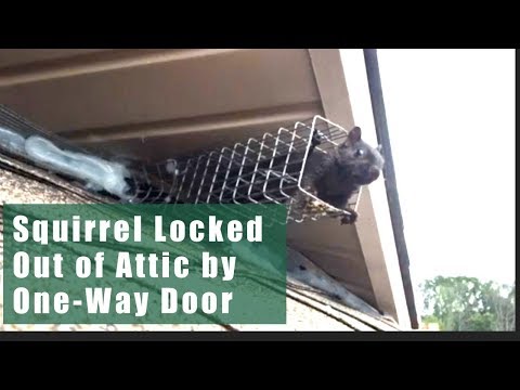 Squirrel Exiting The One Way Door