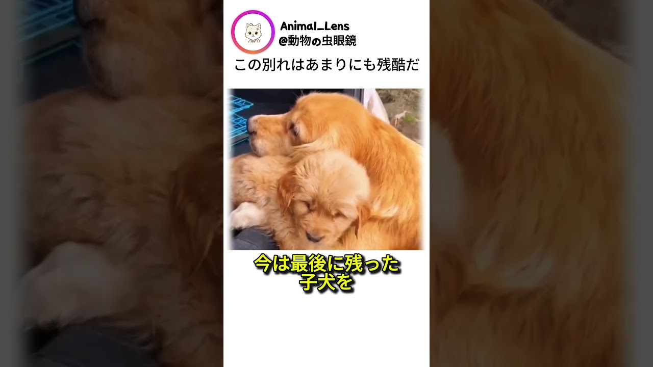 この別れはあまりにも残酷だ