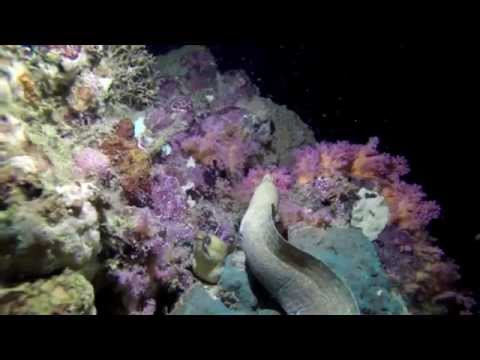 Moray eel fight at night