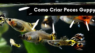 🤔¿Cómo criar Peces Guppys con Éxito?