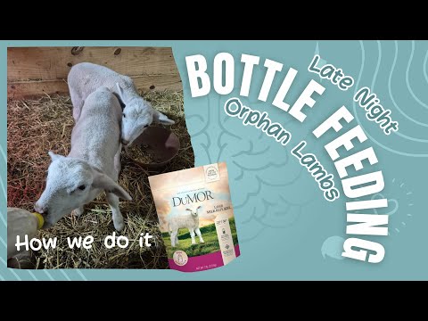 Bottle Feeding Lambs 101: Mixing Milk Replacer, Training Bottle Babies & When to Wean