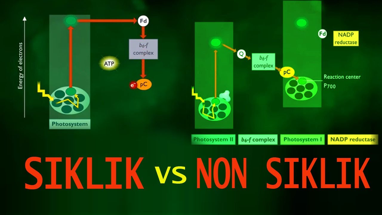 PERBEDAAN FOTOFOSFORILASI SIKLIK DAN NON SIKLIK