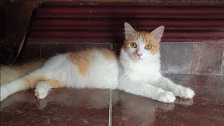 Download lagu Rescue Cats Chilling out | Kucing lagi Santai #short mp3