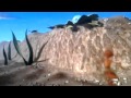ANTZ 1998 Water Drop