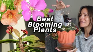 My favorite indoor blooming plants!