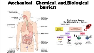 Barriers of innate immunity animation | components of innate immunity| @thestreamofknowledge