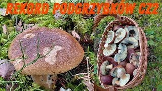 Bay bolete record part 2