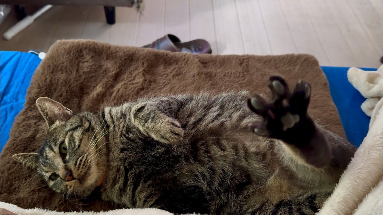 寝る子。ねこ。３分２５秒あたり「足パー」