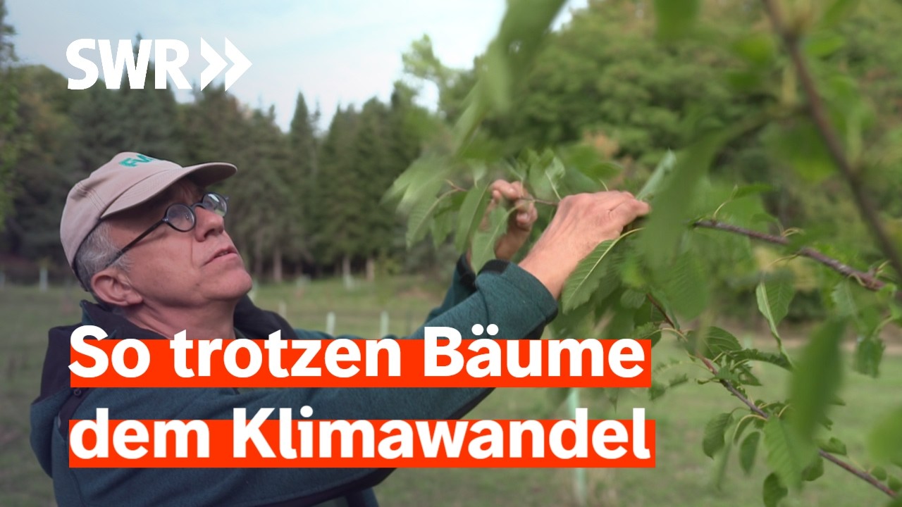 Ist dieser Wald die Lösung für den Klimawandel? I Zur Sache! Baden-Württemberg