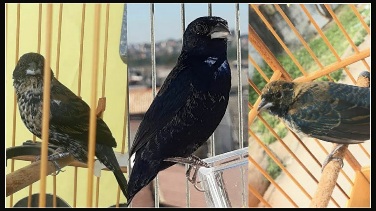 Baderna de Tiziu Para Esquentar Seu campeão