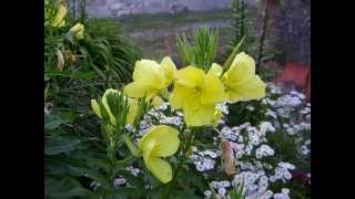preview picture of video 'Real Time Evening Primrose Opening (a.k.a Sun Drop)'