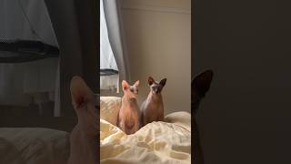 2匹並んでこっち見てくる猫スルタンとアレクサンドラ【スフィンクス】