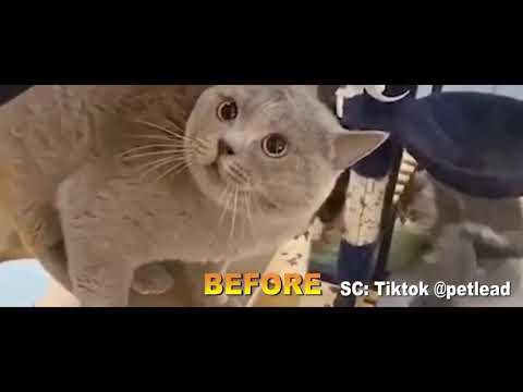 CAT SING A SONG 2021