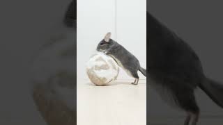 ウサギに翻弄されるチンチラｗ #Shorts