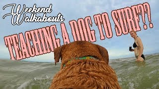 Surfing Beach Dogs and More /// WEEKEND WALKABOUTS