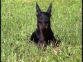 Toy Manchester Terrier - Manchester Terrier - AKC Dog Breed Series
