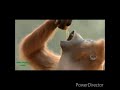 Perfect Ok Dialogue With Beats Ape Version