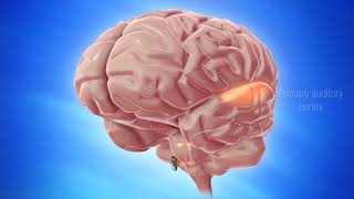 Il Metodo TOMATIS® stimola il cervello grazie alla musica e alla voce