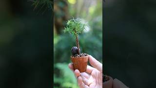 春の手入れ ミニ素焼き鉢スギ  #bonsai #盆栽 #庭作業 #ガーデニング #gardening